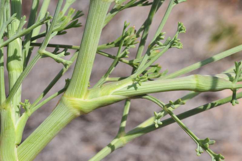 Seseli tortuosum / Finocchiella mediterranea